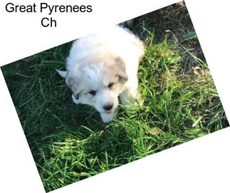 Great Pyrenees Ch