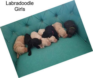 Labradoodle Girls