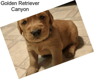 Golden Retriever Canyon