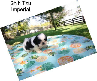 Shih Tzu Imperial