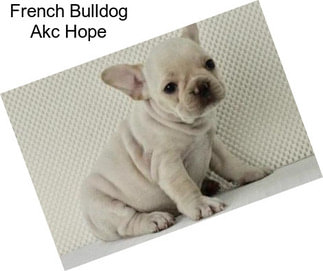 French Bulldog Akc Hope