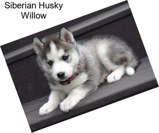 Siberian Husky Willow