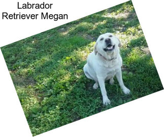 Labrador Retriever Megan