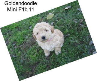 Goldendoodle Mini F1b 11