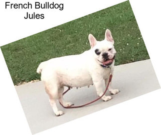 French Bulldog Jules