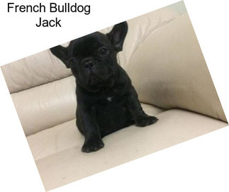 French Bulldog Jack