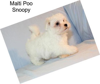 Malti Poo Snoopy