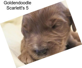 Goldendoodle Scarlett\'s 5