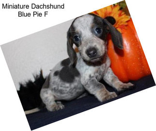 Miniature Dachshund Blue Pie F