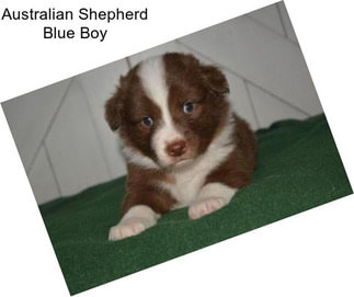 Australian Shepherd Blue Boy