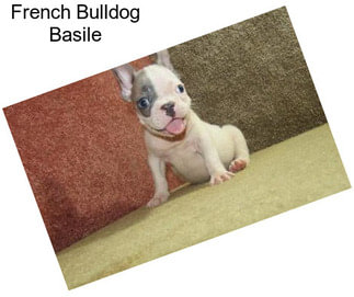 French Bulldog Basile