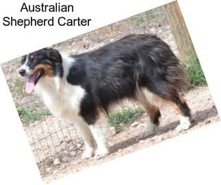 Australian Shepherd Carter