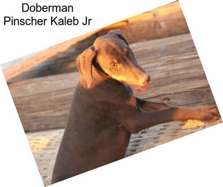 Doberman Pinscher Kaleb Jr