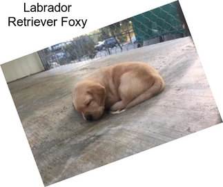 Labrador Retriever Foxy