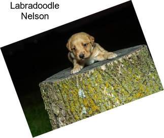 Labradoodle Nelson