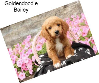 Goldendoodle Bailey