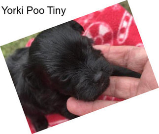 Yorki Poo Tiny