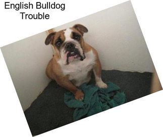 English Bulldog Trouble