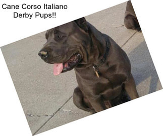 Cane Corso Italiano Derby Pups!!