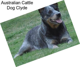 Australian Cattle Dog Clyde