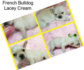 French Bulldog Lacey Cream