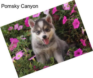 Pomsky Canyon