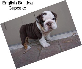 English Bulldog Cupcake