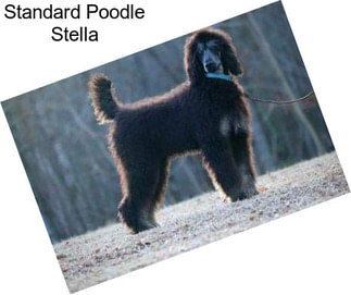 Standard Poodle Stella