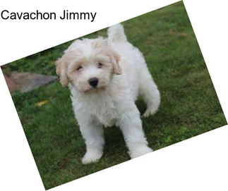 Cavachon Jimmy