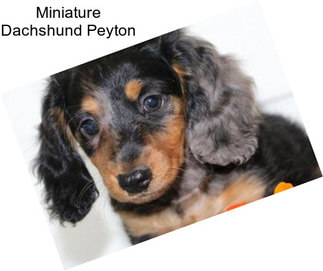 Miniature Dachshund Peyton