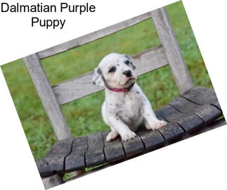 Dalmatian Purple Puppy