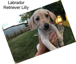 Labrador Retriever Lilly