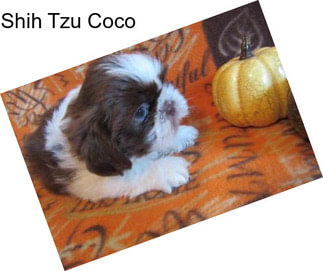 Shih Tzu Coco