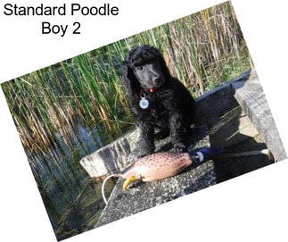 Standard Poodle Boy 2