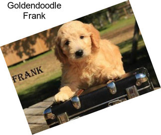 Goldendoodle Frank