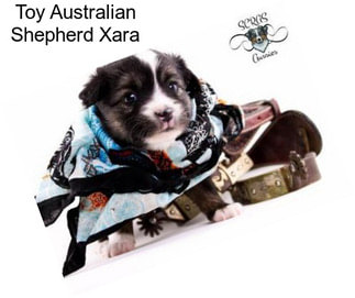 Toy Australian Shepherd Xara