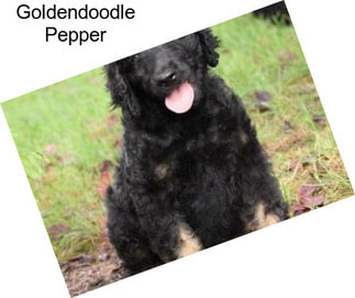 Goldendoodle Pepper