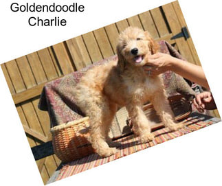 Goldendoodle Charlie