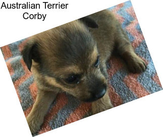 Australian Terrier Corby