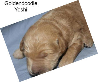 Goldendoodle Yoshi