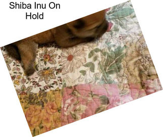 Shiba Inu On Hold