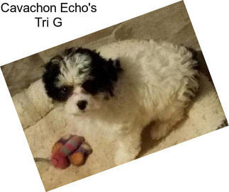 Cavachon Echo\'s Tri G