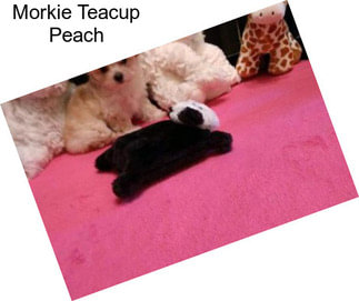 Morkie Teacup Peach