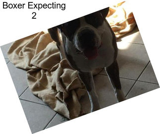 Boxer Expecting 2