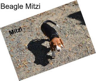 Beagle Mitzi