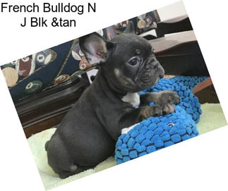 French Bulldog N J Blk &tan