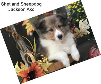 Shetland Sheepdog Jackson Akc