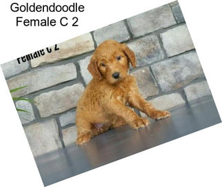 Goldendoodle Female C 2