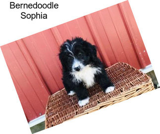 Bernedoodle Sophia