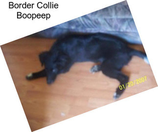 Border Collie Boopeep